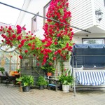 l Inkaras Rose b.JPG